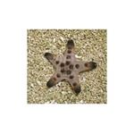 Chocolate Chip Starfish