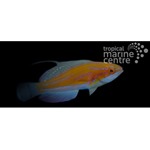 McCosker's Flasher Wrasse