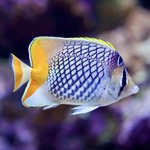 Crosshatch Pearlscale Butterflyfish