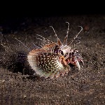 Black Foot Lionfish