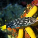 Yellow Tail Tamarin Wrasse