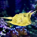 Longhorn Cowfish