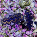 Crocea Clam