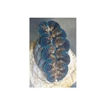Crocea Clam