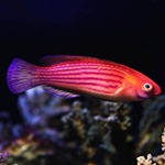 Earl's Fairy Wrasse