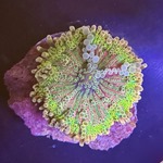 Rainbow Ricordea Mushroom 