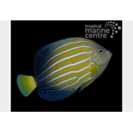 Chinese Blueline Angelfish