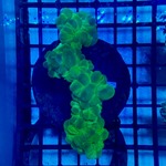 Green Fox Coral