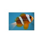 Barrier Reef Clarkii Clownfish