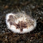 Mouse Urchin