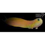 Midas Blenny