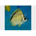 Barber Butterflyfish