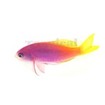 Painted Anthias