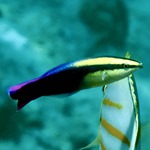 Hawaiian Cleaner Wrasse