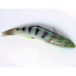 Hardwicke Banana Wrasse