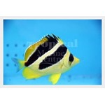 Mitratus Butterflyfish