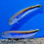 Oreni Tilefish