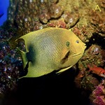 African Angel Fish