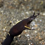 Ribbon Eel