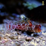 Red Scooter Blenny