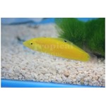 Yellow Wrasse