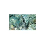 Spotted Garden Eel