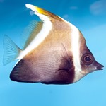Phantom Bannerfish