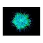 Sand Anemone