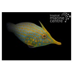 Longnose Filefish