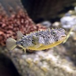 Spiny Box Puffer