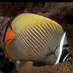 Collare Butterflyfish