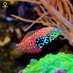 Peacock Leopard Wrasse