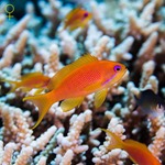 Lyretail Anthias