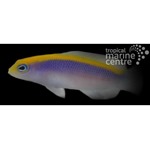 Sunrise Dottyback