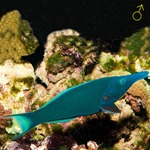 Birdmouth Wrasse