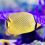 Lattice Butterflyfish