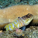 Tiger Jawfish