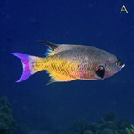 Creole Wrasse