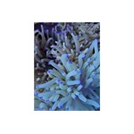 Malu Anemone