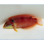 Vivien's Leopard Wrasse