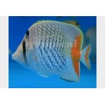 Crosshatch Pearlscale Butterflyfish