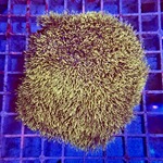 Carpet Gorgonia