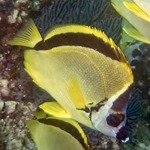 Barber Butterflyfish