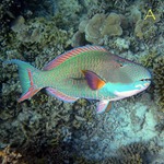 Clown Parrotfish
