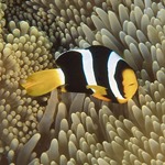 Sebae Saddleback Clownfish