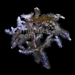 Carpet Gorgonia