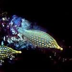 Longnose Filefish