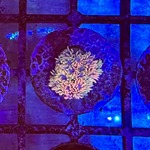 Fairy Dust Goniopora