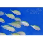 Green Chromis