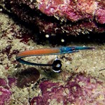 Flame Pipefish